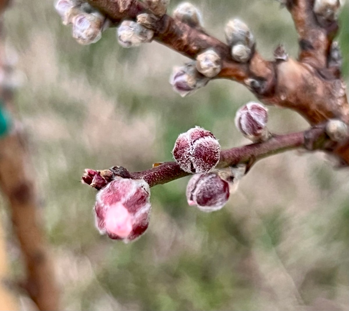 Creatures of Habit, Bovine&nbsp;Edition