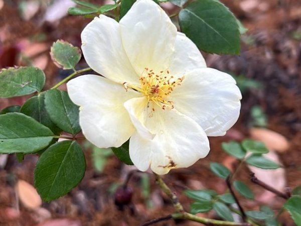 April Showers and&nbsp;Flowers