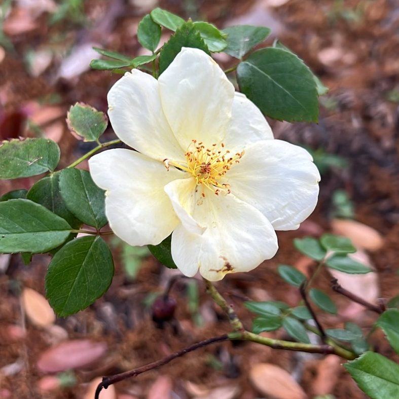 April Showers and&nbsp;Flowers