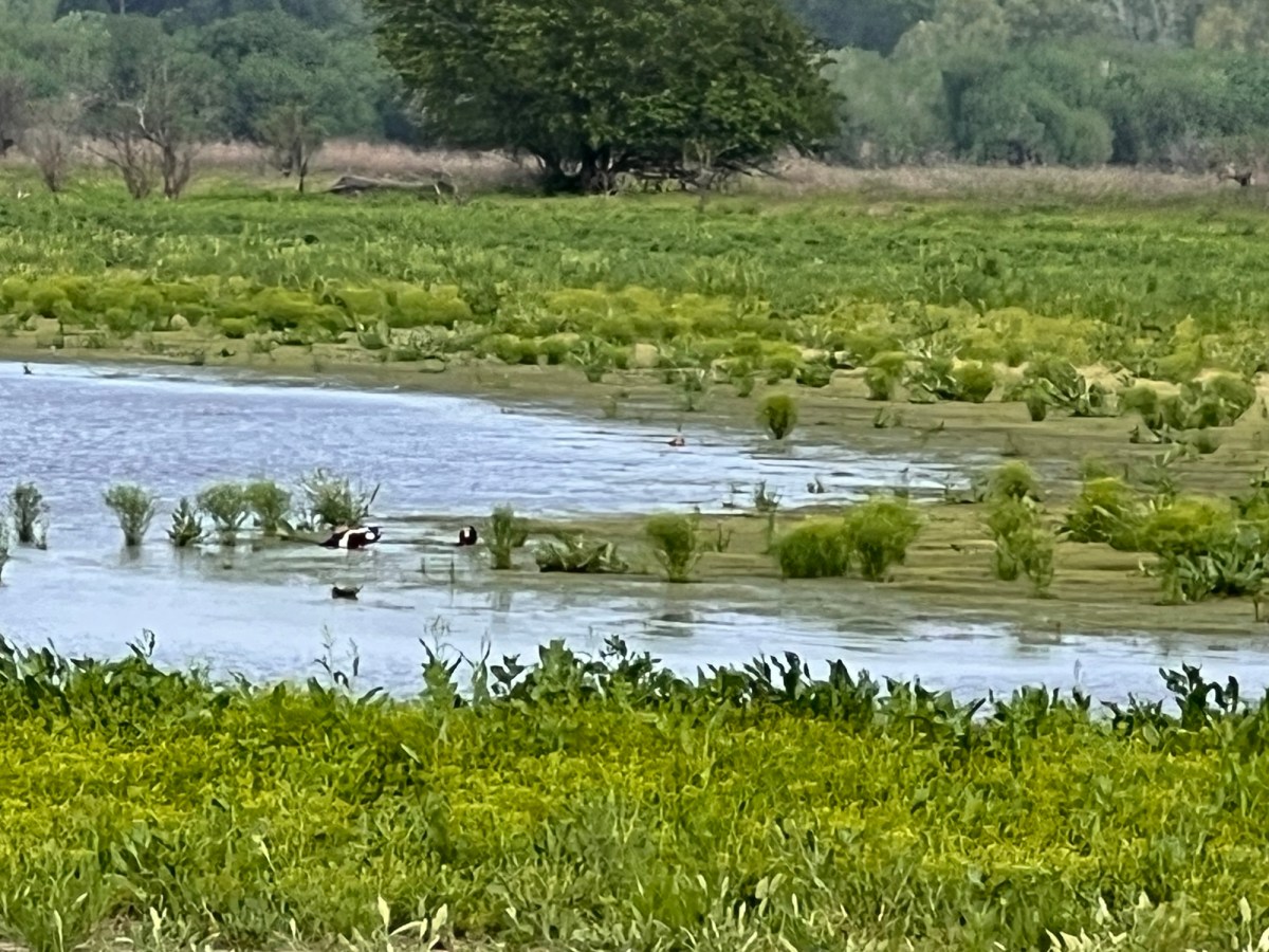 It’s Texas—Everything Stings, Bites, or Pokes&nbsp;You