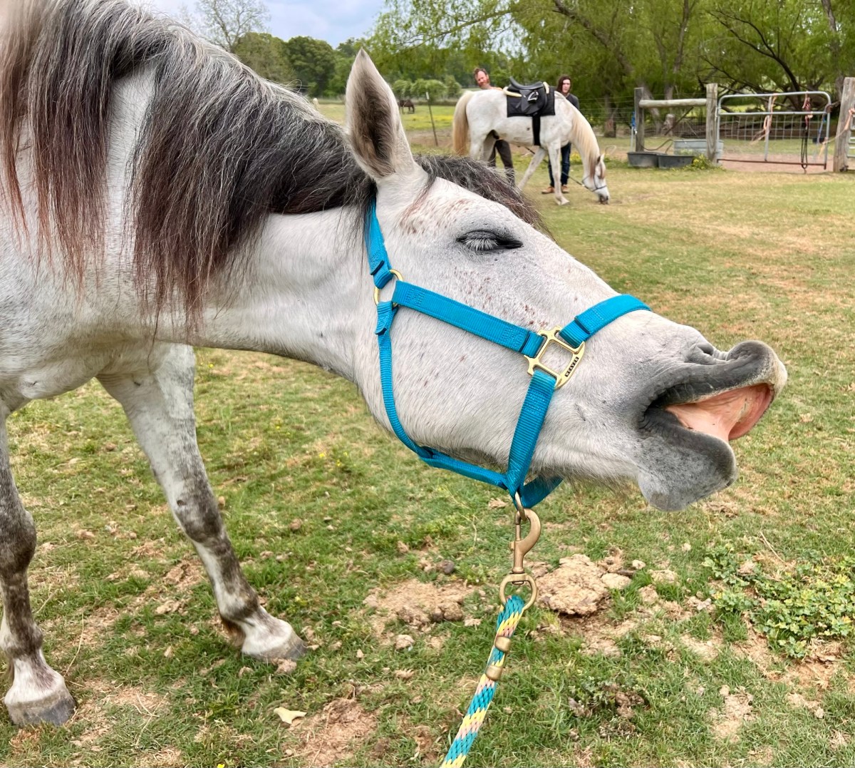 Horses Coming and Going and&nbsp;More