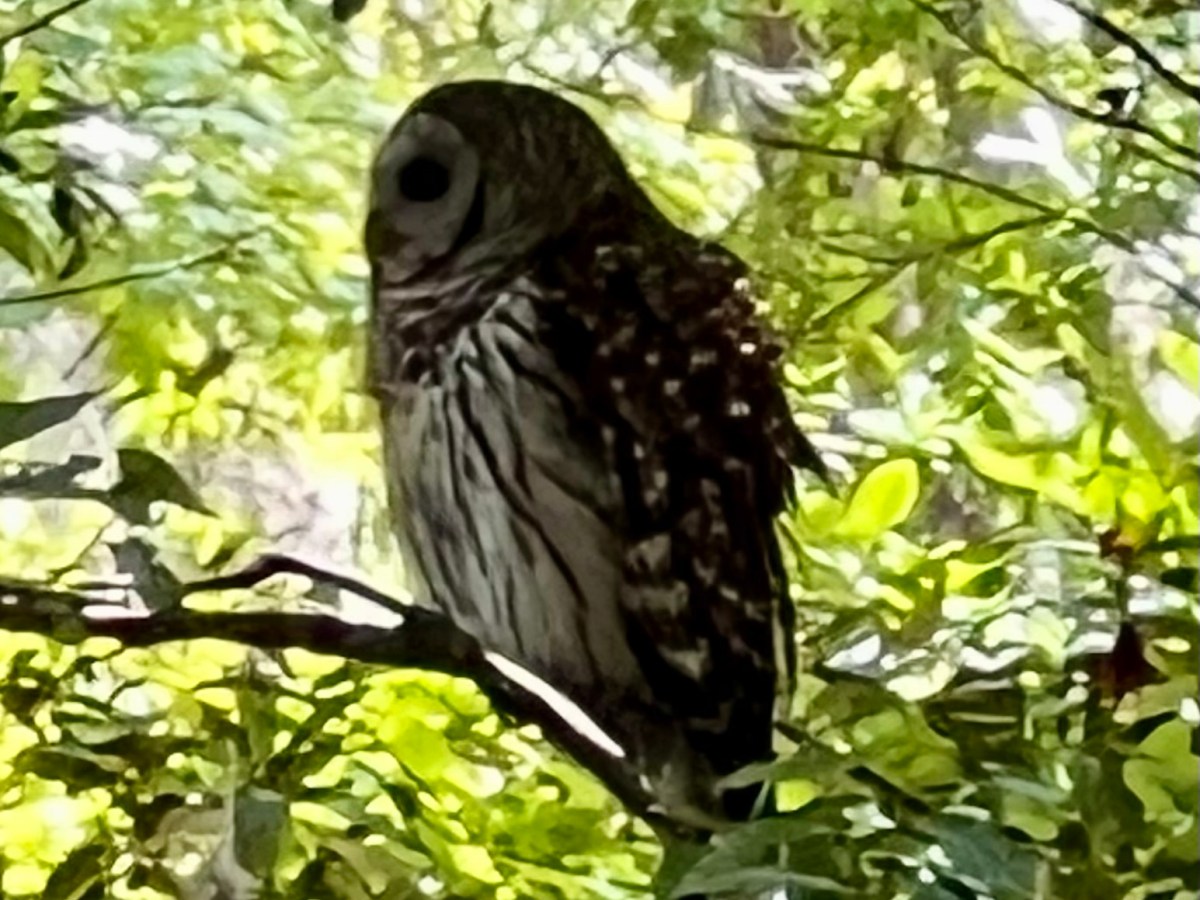 Still Here, Saw Owls, Binged on Books and&nbsp;TV