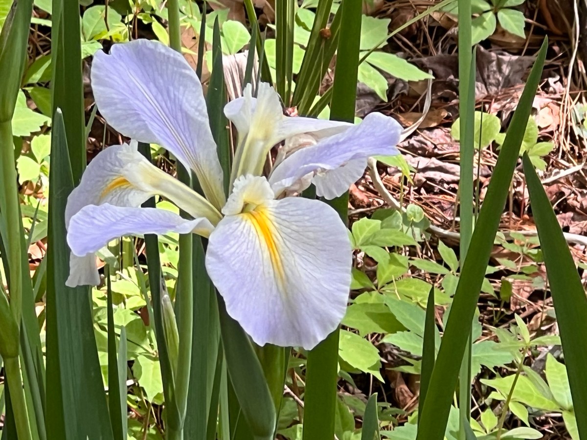 Gators and Stranger&nbsp;Things