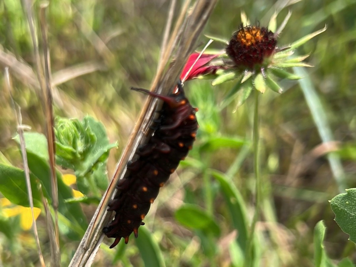 Teaching Adults = Herding&nbsp;Cats