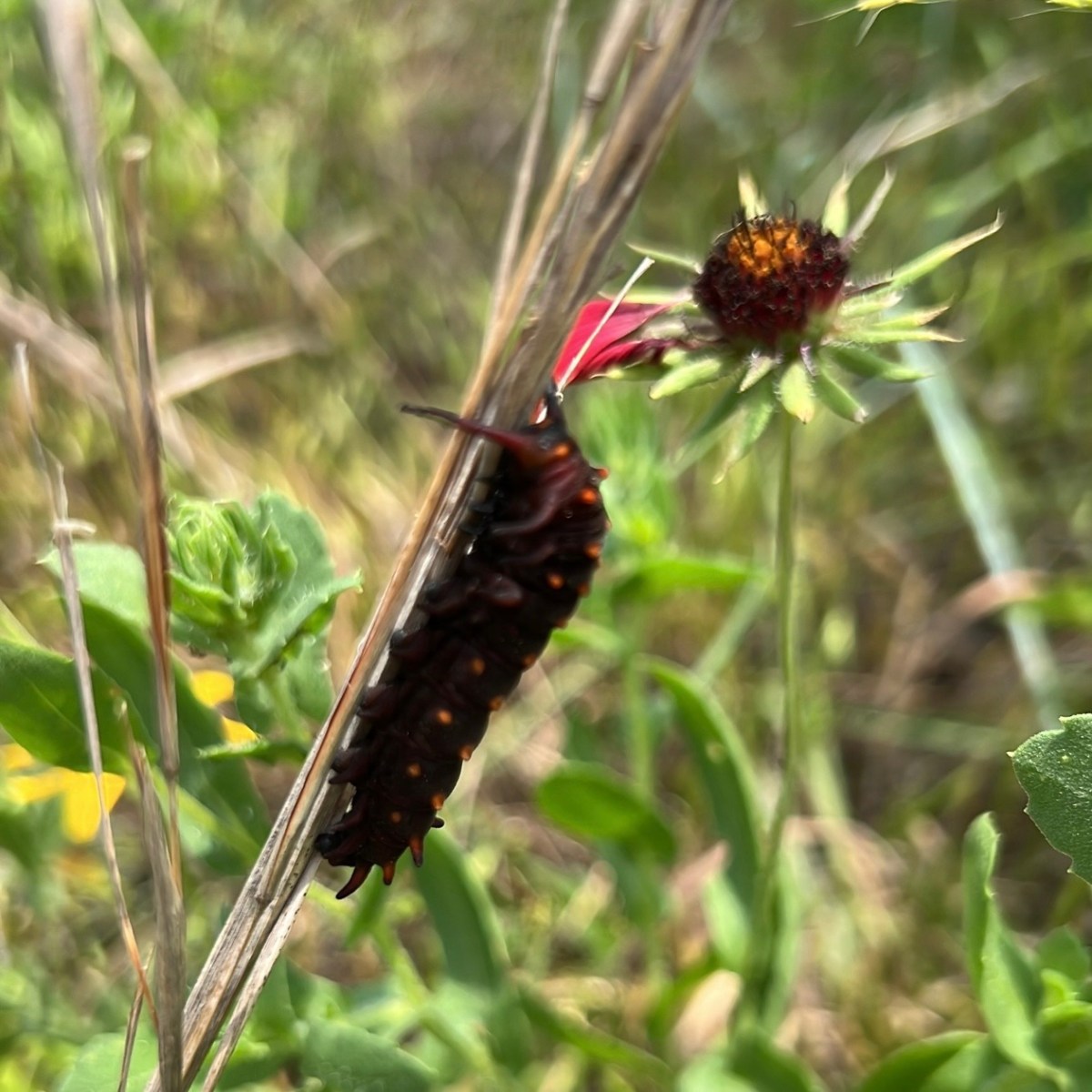 Teaching Adults = Herding&nbsp;Cats