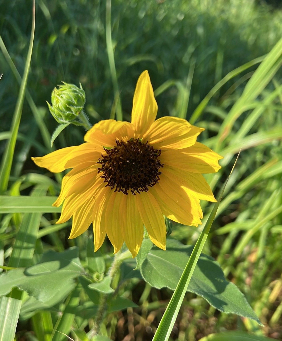 Another Post about Gratitude for&nbsp;Rain