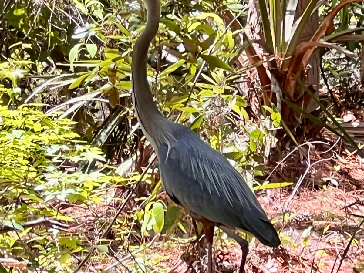 Seven Best Birding Spots on Hilton Head Island&nbsp;(Plus)