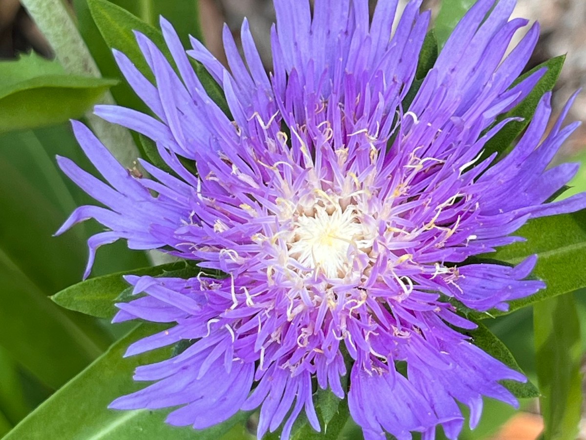 Ancient and Avian&nbsp;Wonders