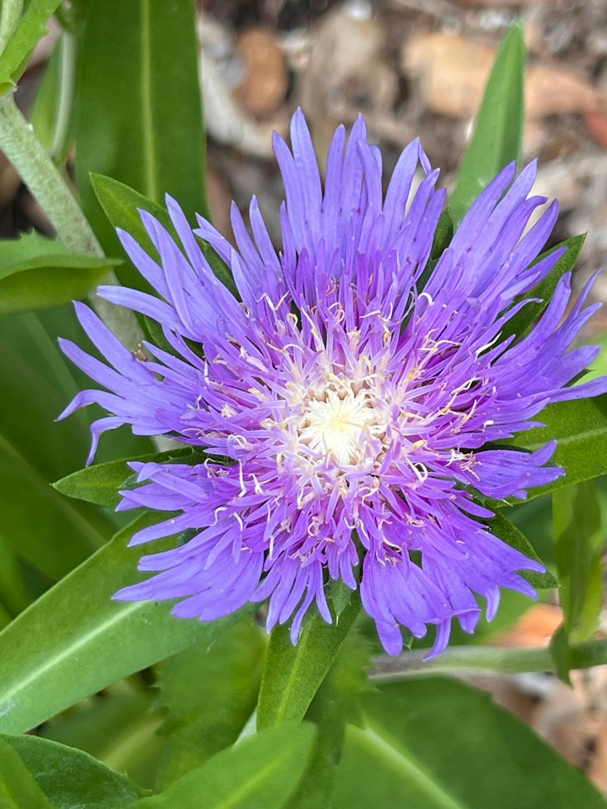 Ancient and Avian&nbsp;Wonders