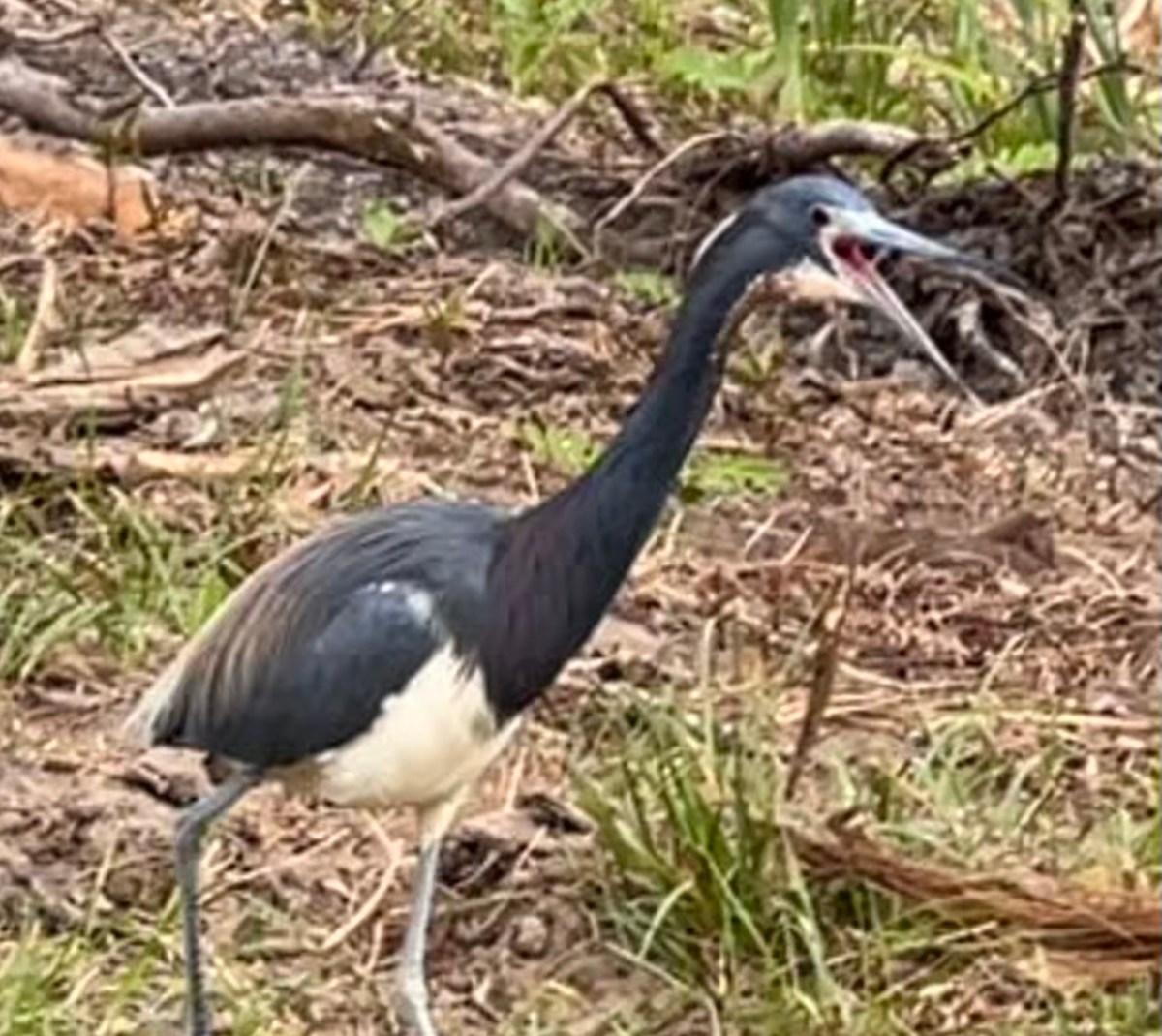 Another Island Full of&nbsp;Birds