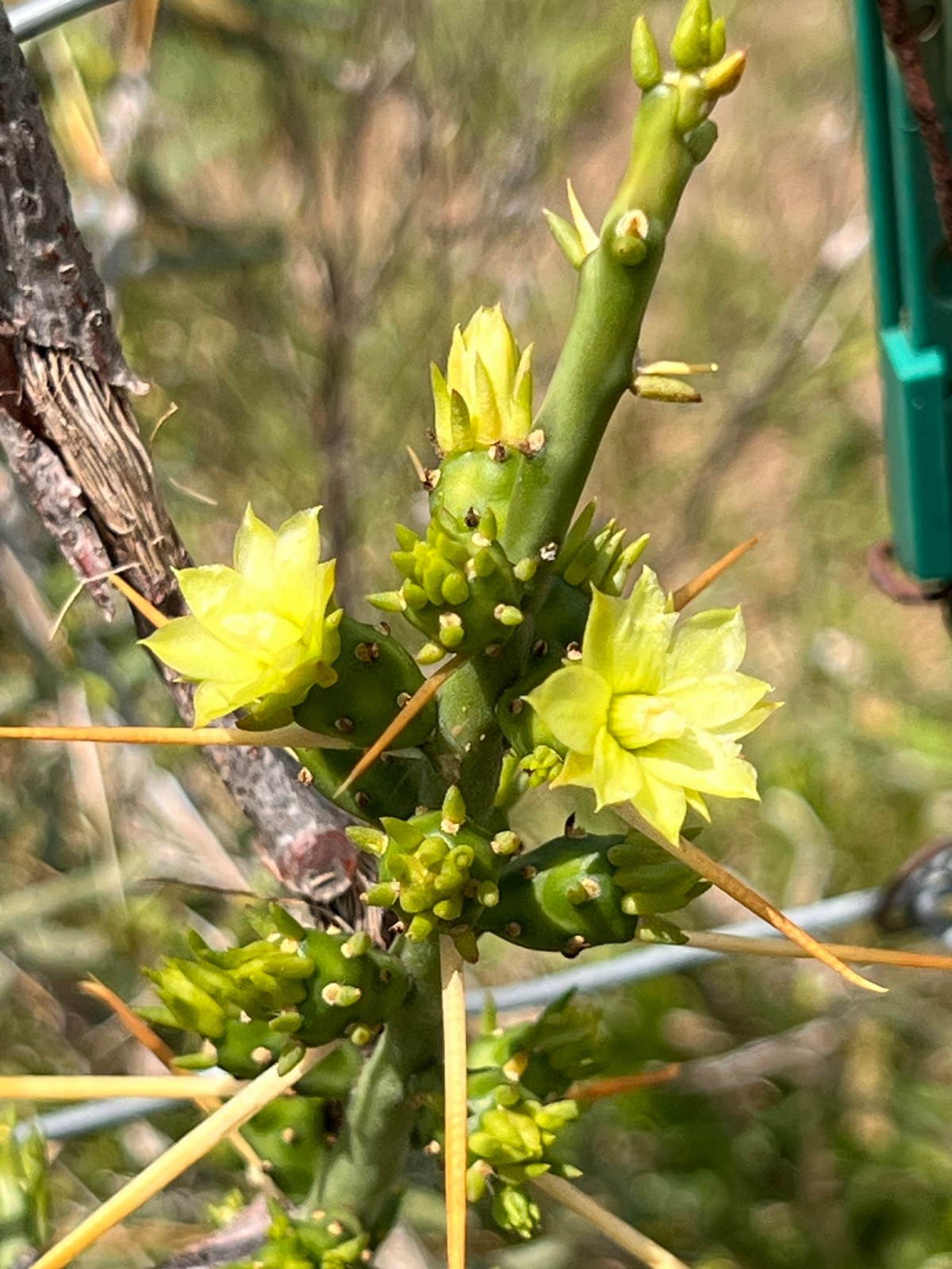 It’s a Live&nbsp;Performance?