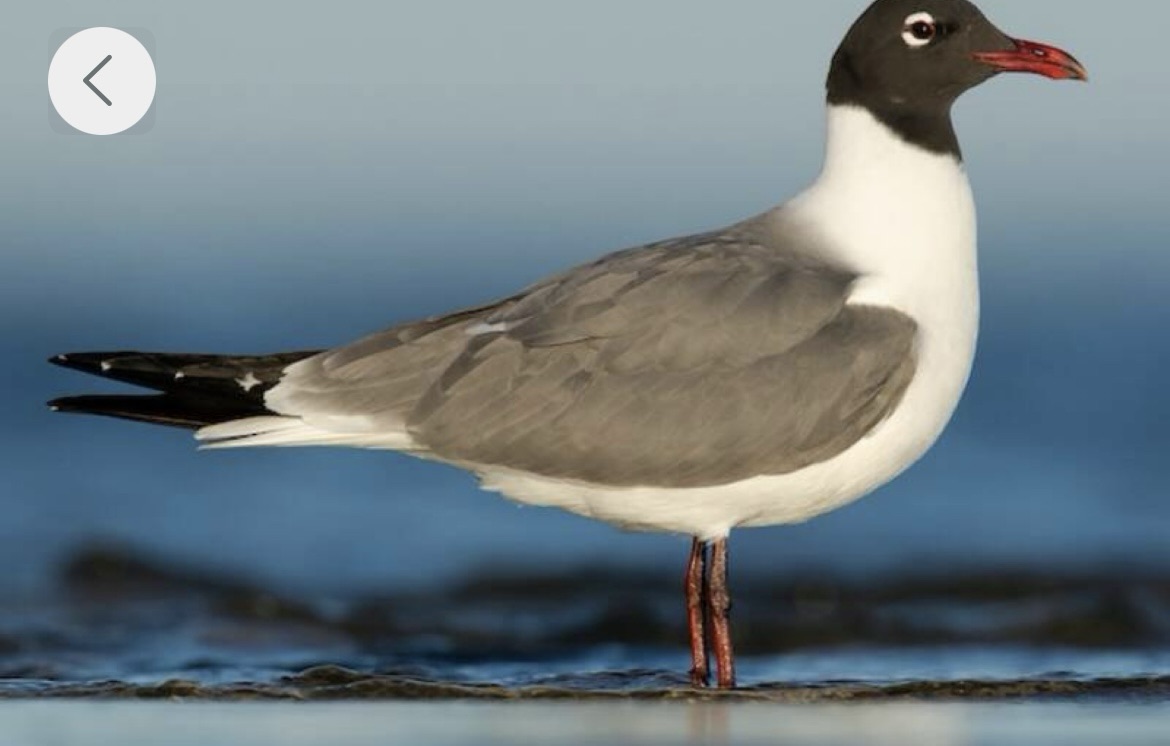 I See a&nbsp;Seagull