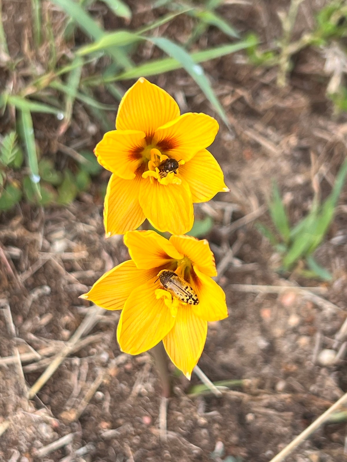 Just Teaching Those&nbsp;Grownups