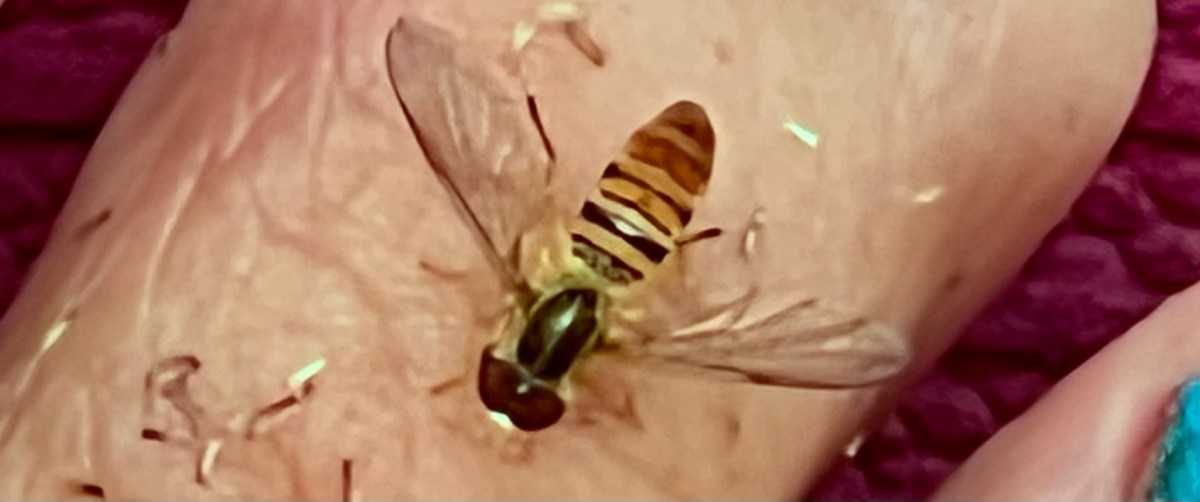 What? I Can’t Hear&nbsp;You!