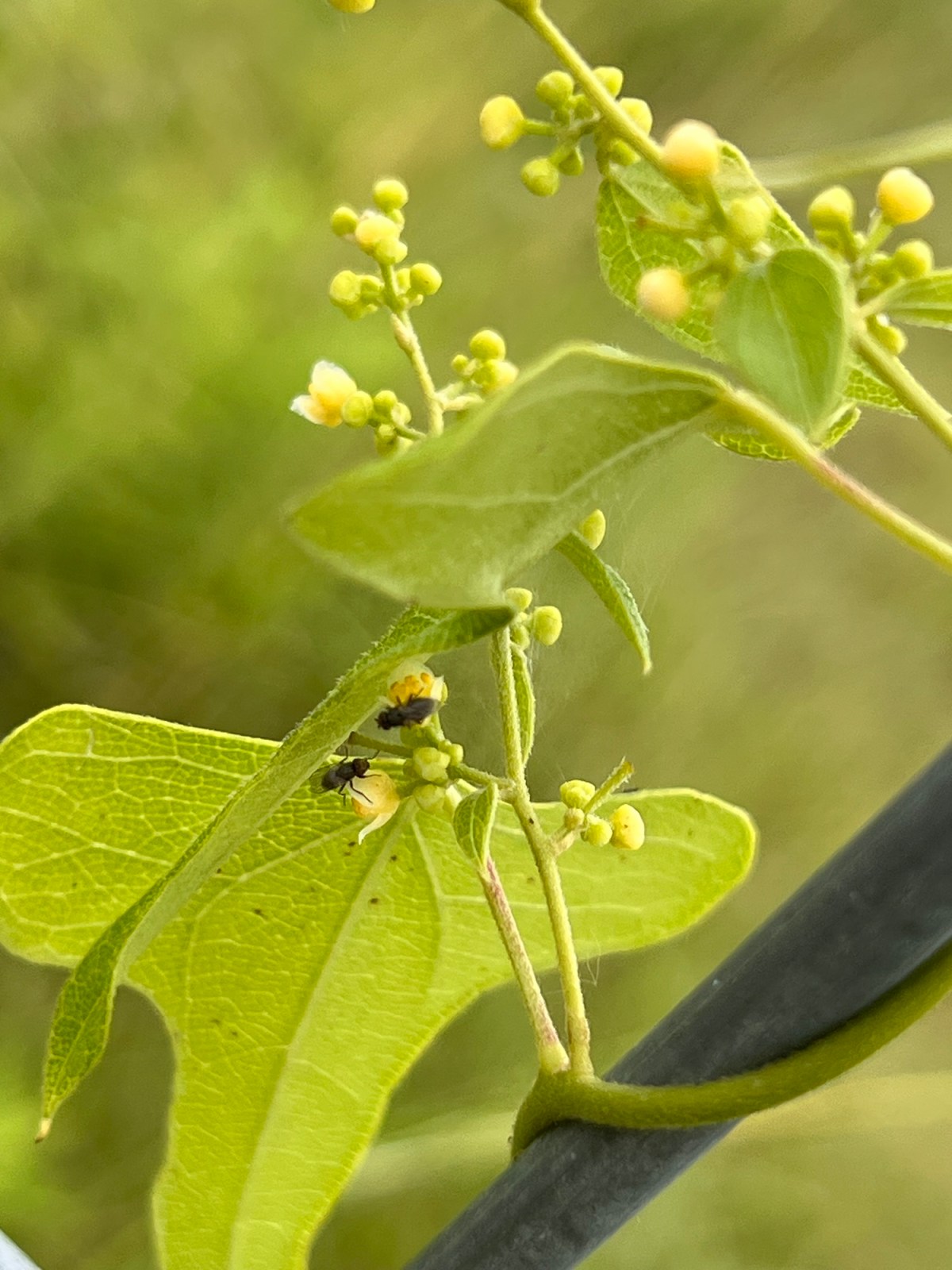 What’s with All the Insect&nbsp;Bites?
