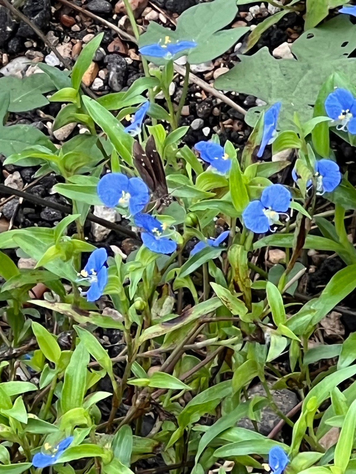 Vibes, Prayers, and&nbsp;Intent