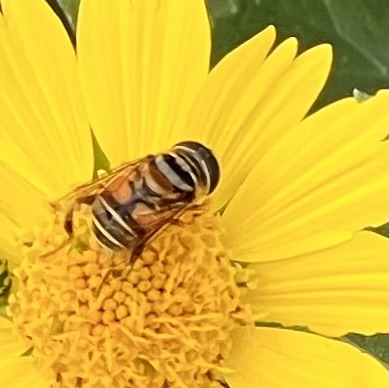 Don’t Complain, Spontane!