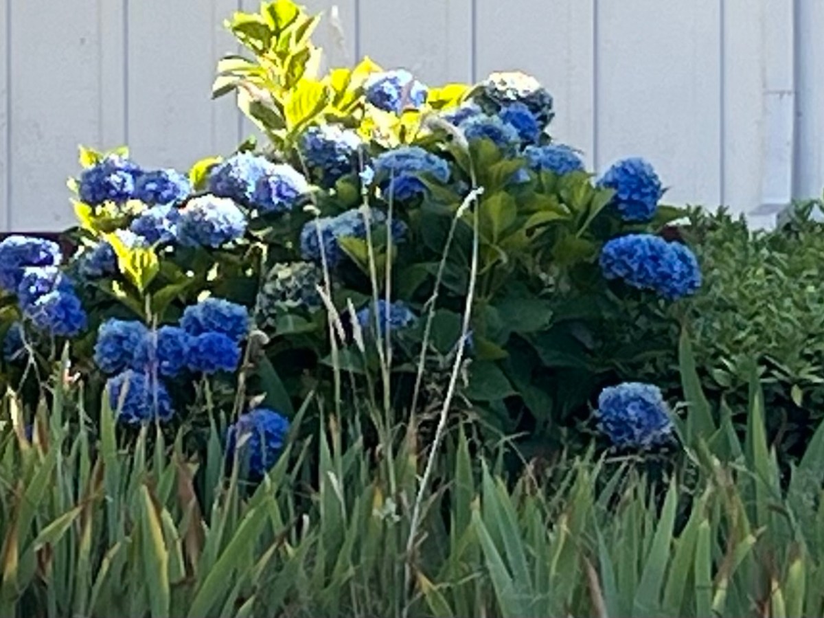 Are There Birds in&nbsp;Oregon?