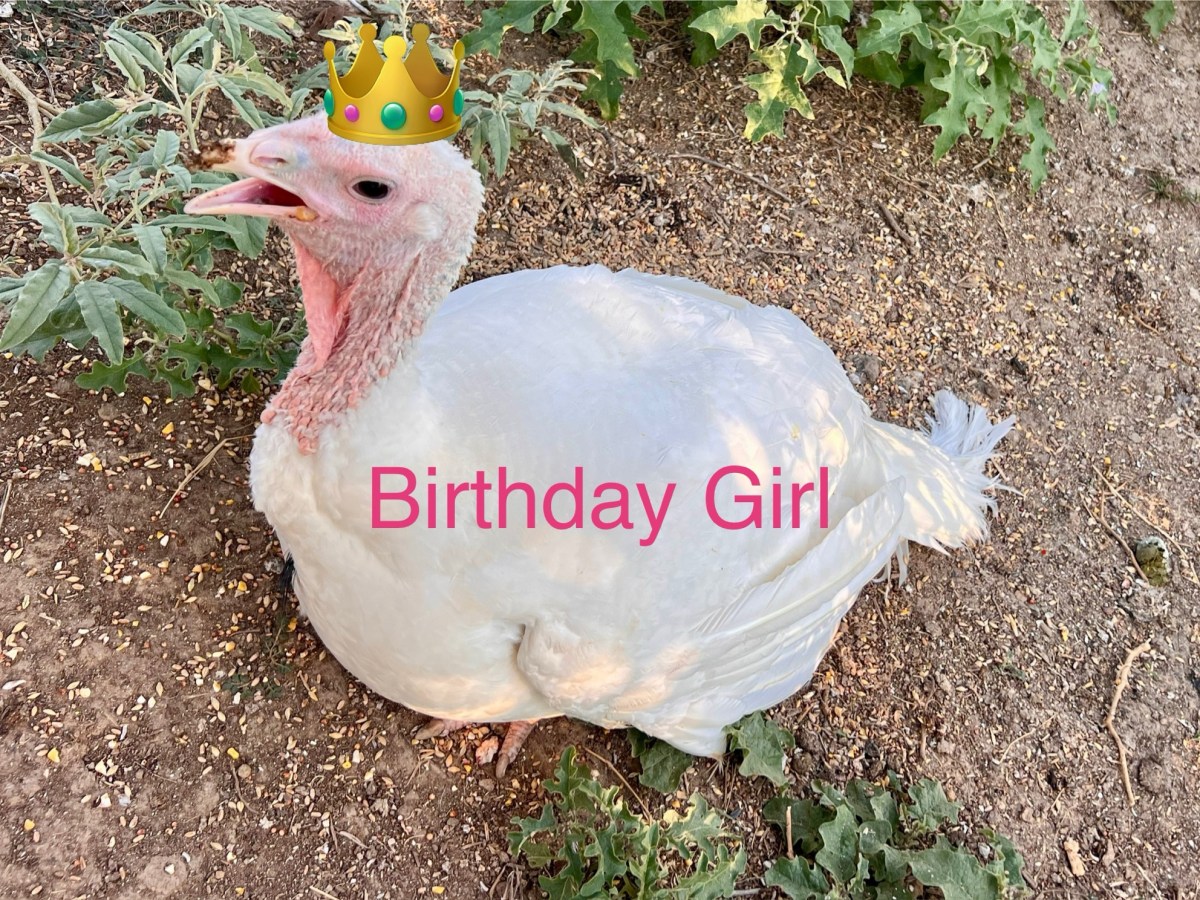 Fowl News: Good and&nbsp;Bad