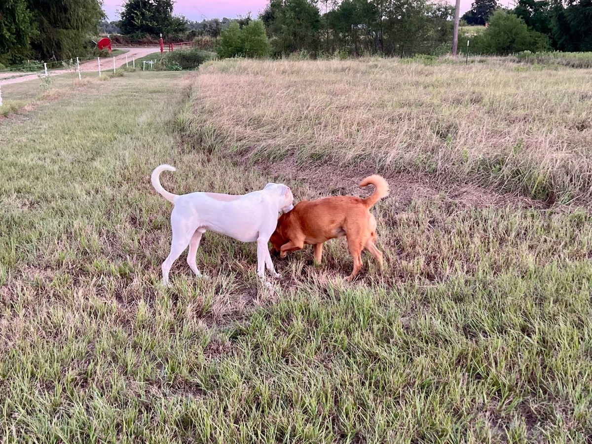 Do I Have the&nbsp;Blues?