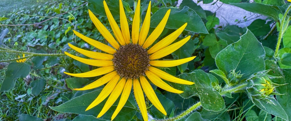 Regressing to Childhood?