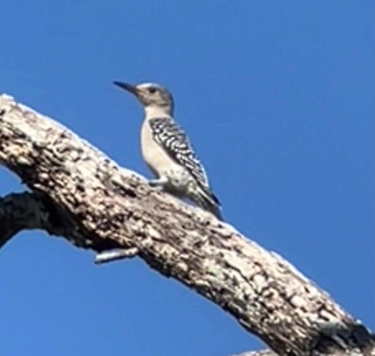 Exploring to the Extent I&nbsp;Could