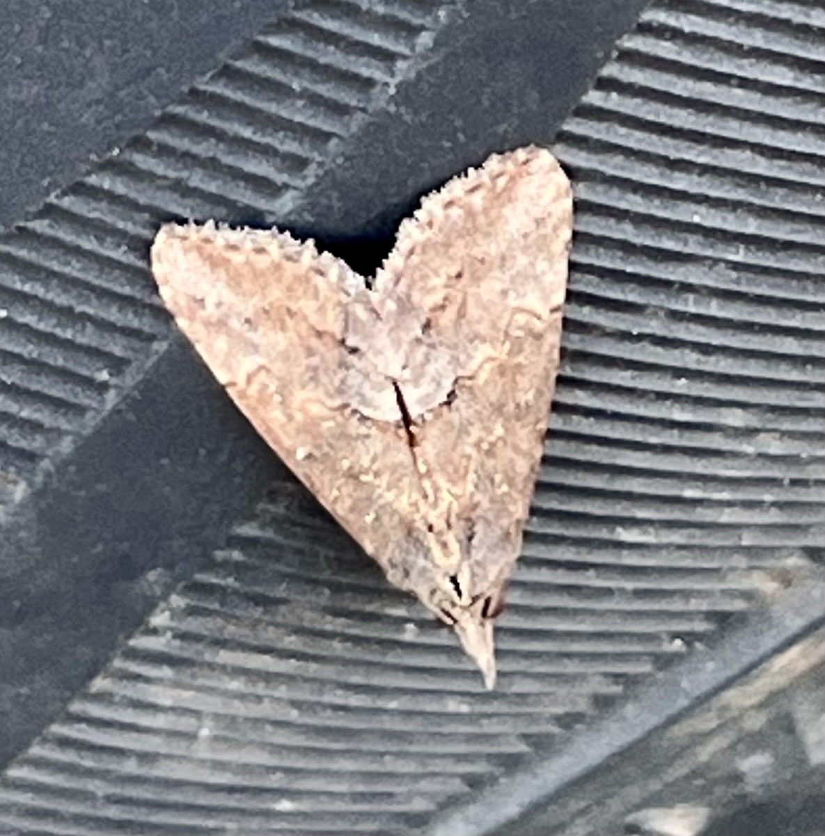 I’m Prejudiced –&nbsp;Insect-wise