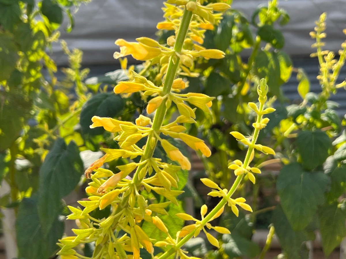 Outdoor Projects Moving&nbsp;Forward