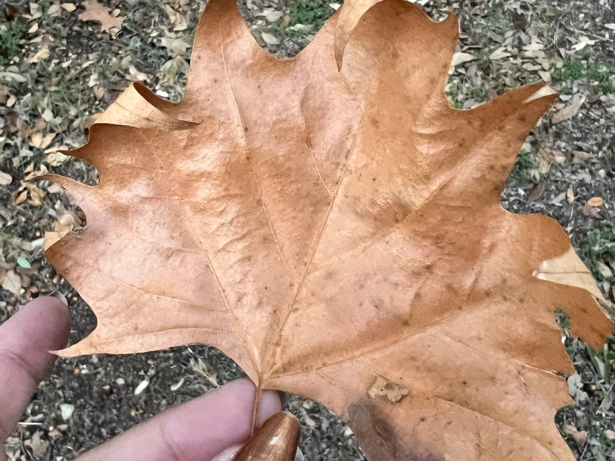 My Weird Relationship with&nbsp;Screens