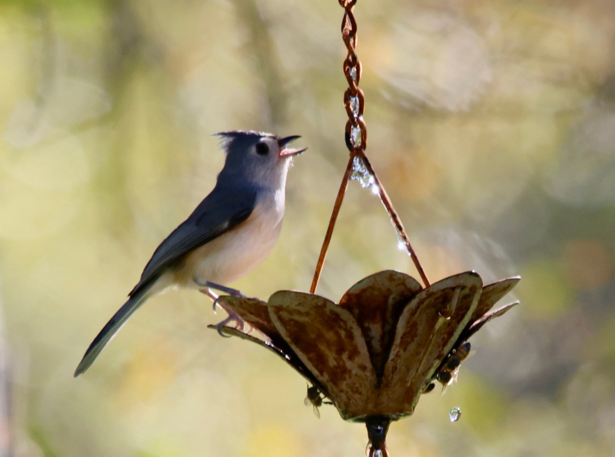 Mountain Girl Wannabe