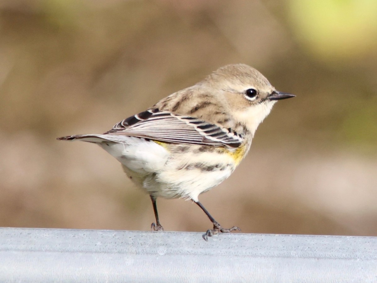 Feeling gratitudinal