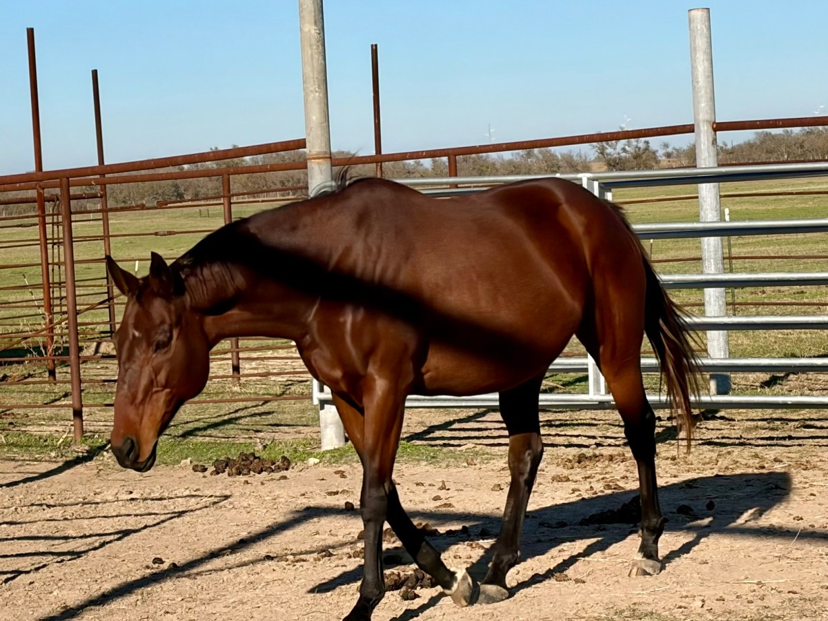 Hay Hay! The Horses Are&nbsp;Happy