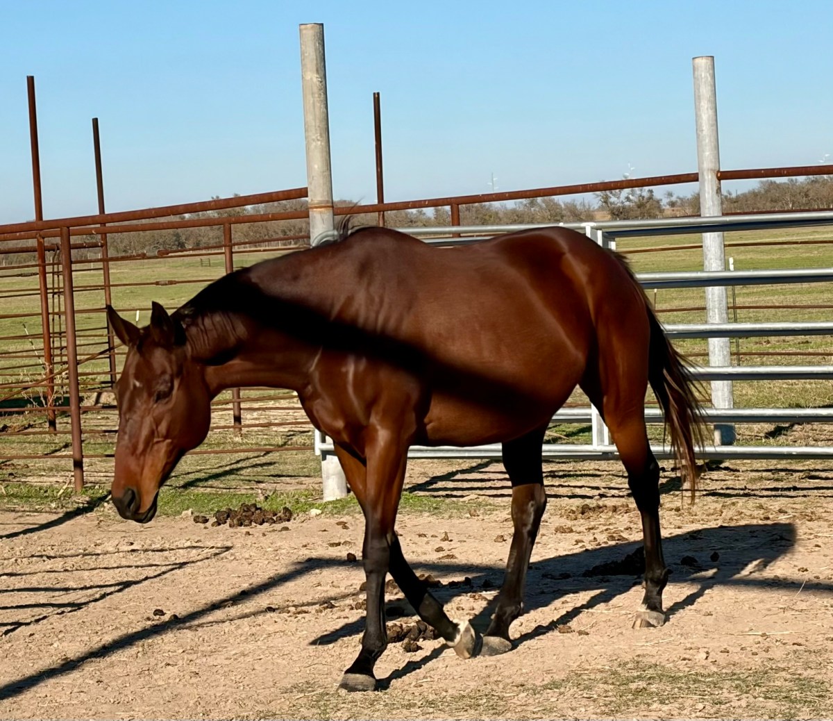 Hay Hay! The Horses Are&nbsp;Happy