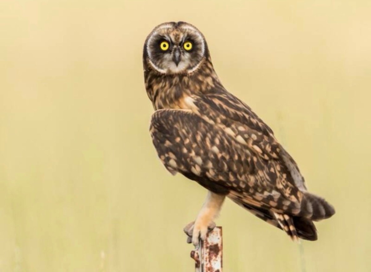 Birds of Interest at the&nbsp;Ranch
