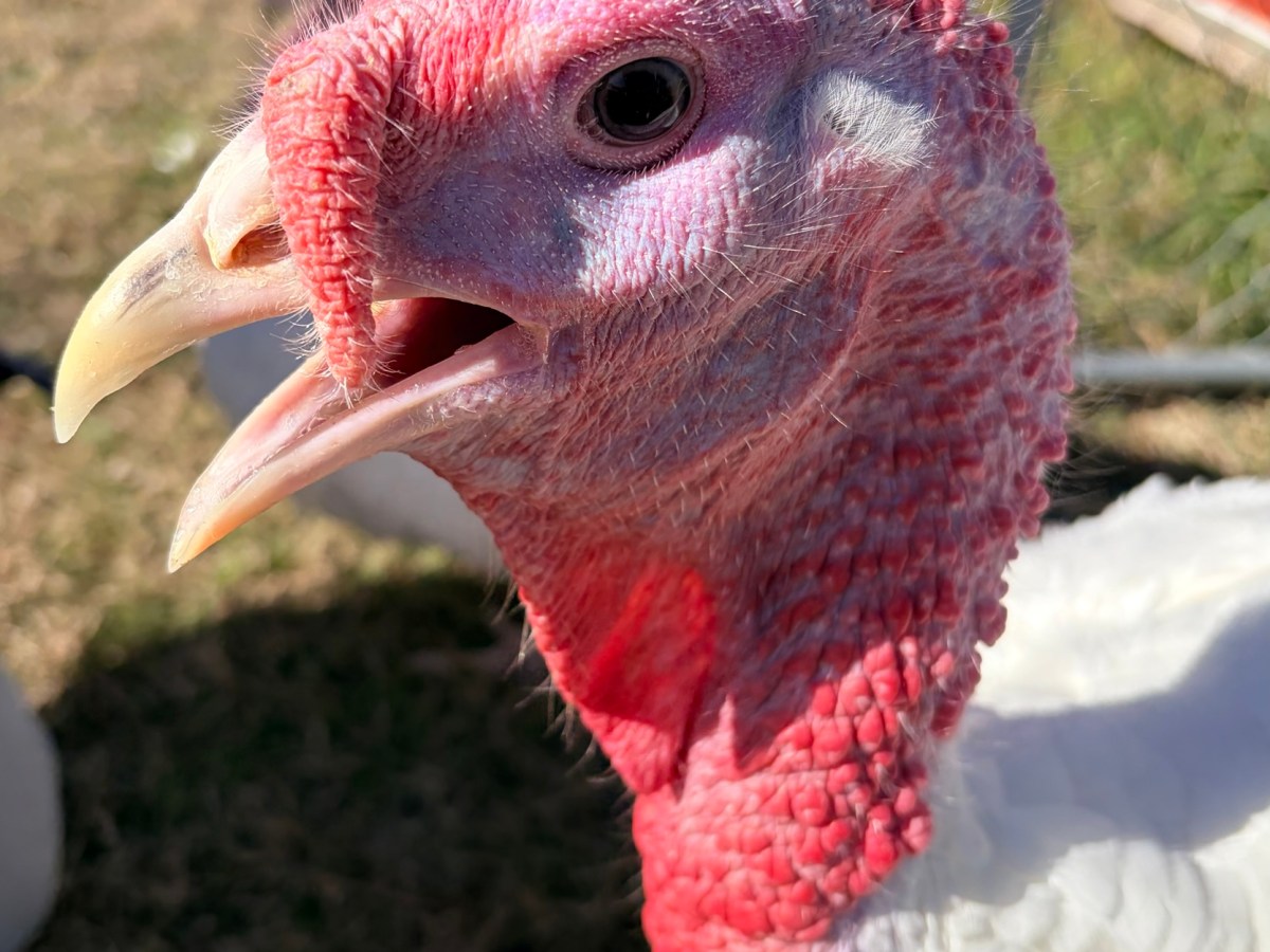 Focusing on the Good, Poultry&nbsp;Edition