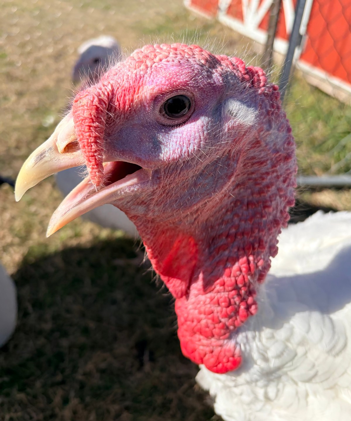 Focusing on the Good, Poultry&nbsp;Edition