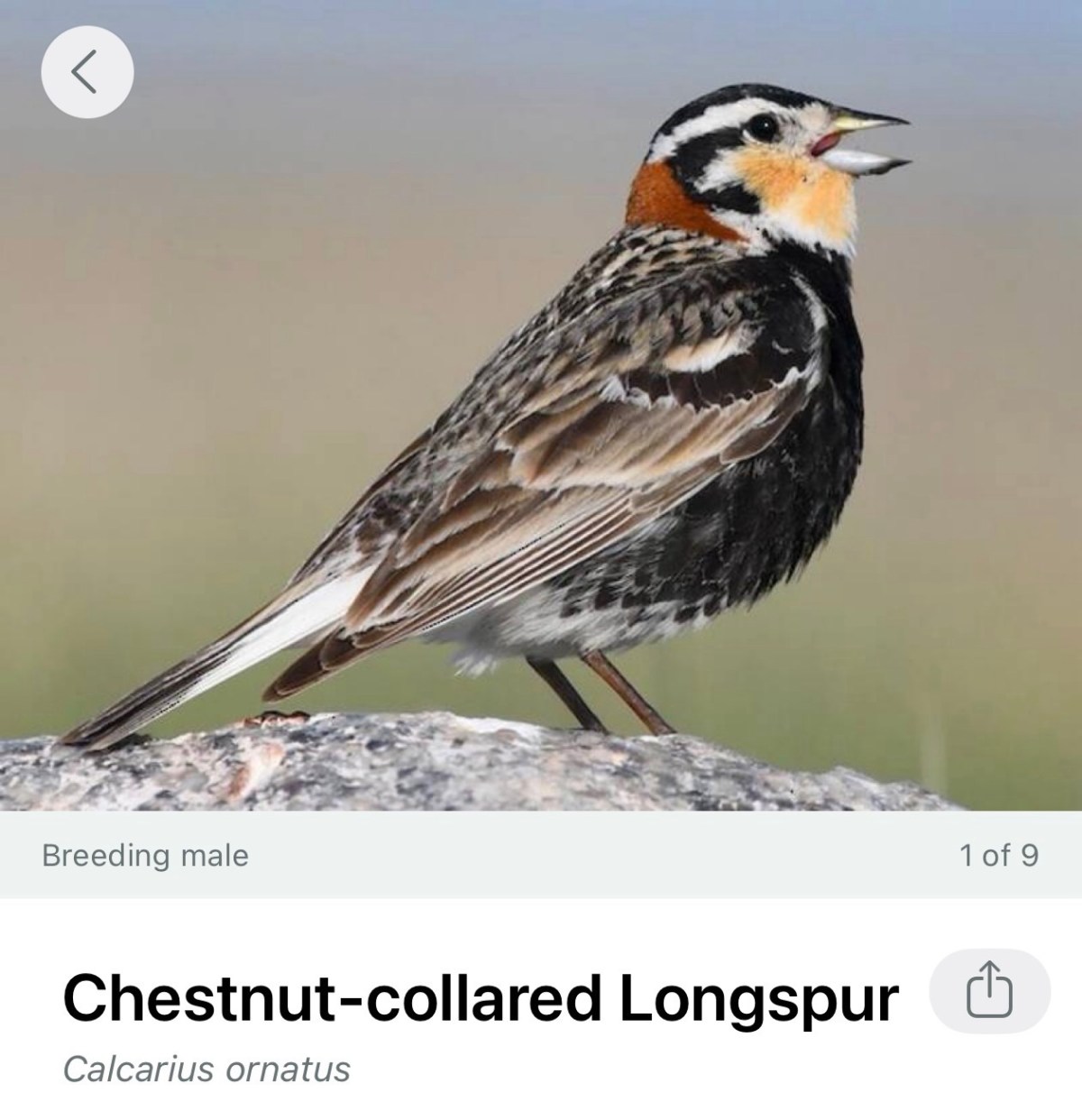 Invasion of the&nbsp;Longspurs