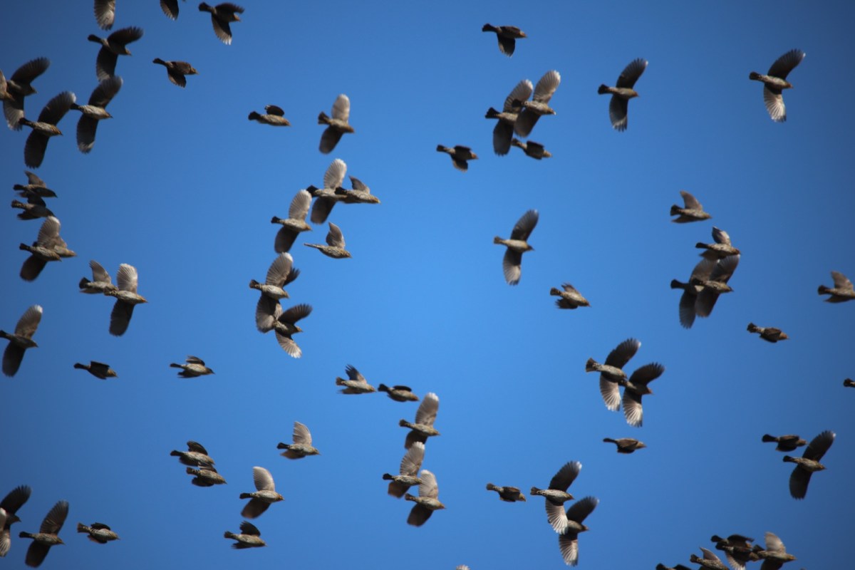 What? More Bird&nbsp;pictures?