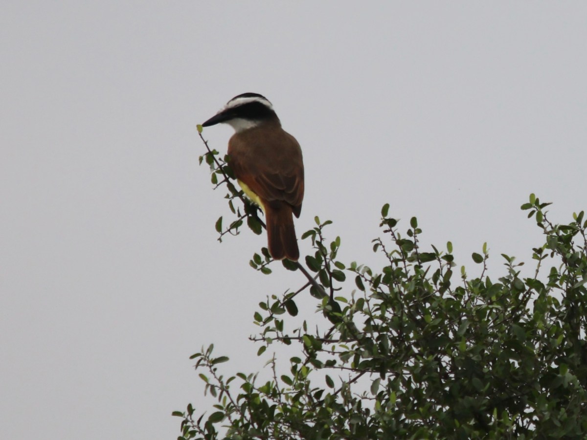 The Good, the Bad, and the&nbsp;Stinky