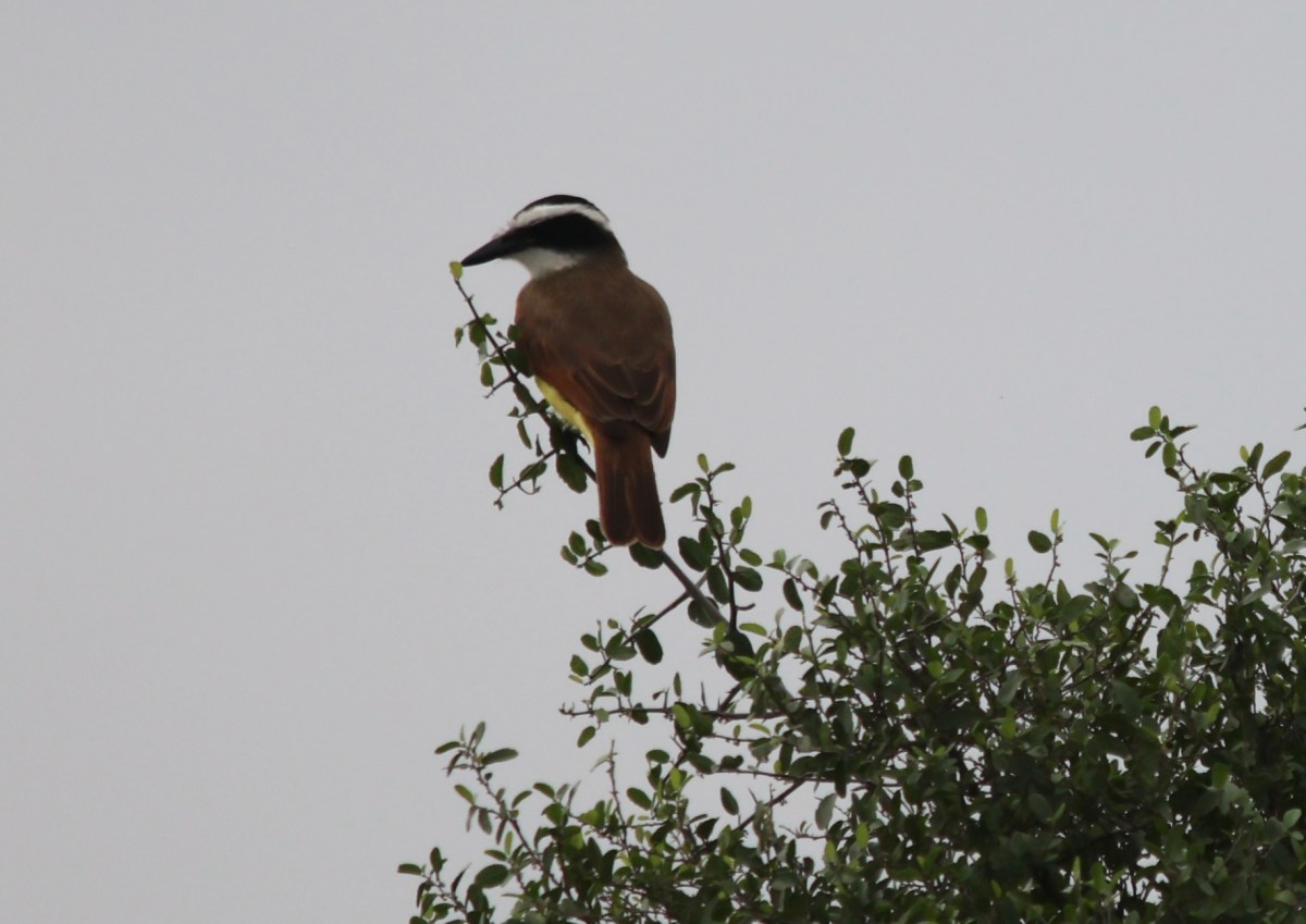 The Good, the Bad, and the&nbsp;Stinky