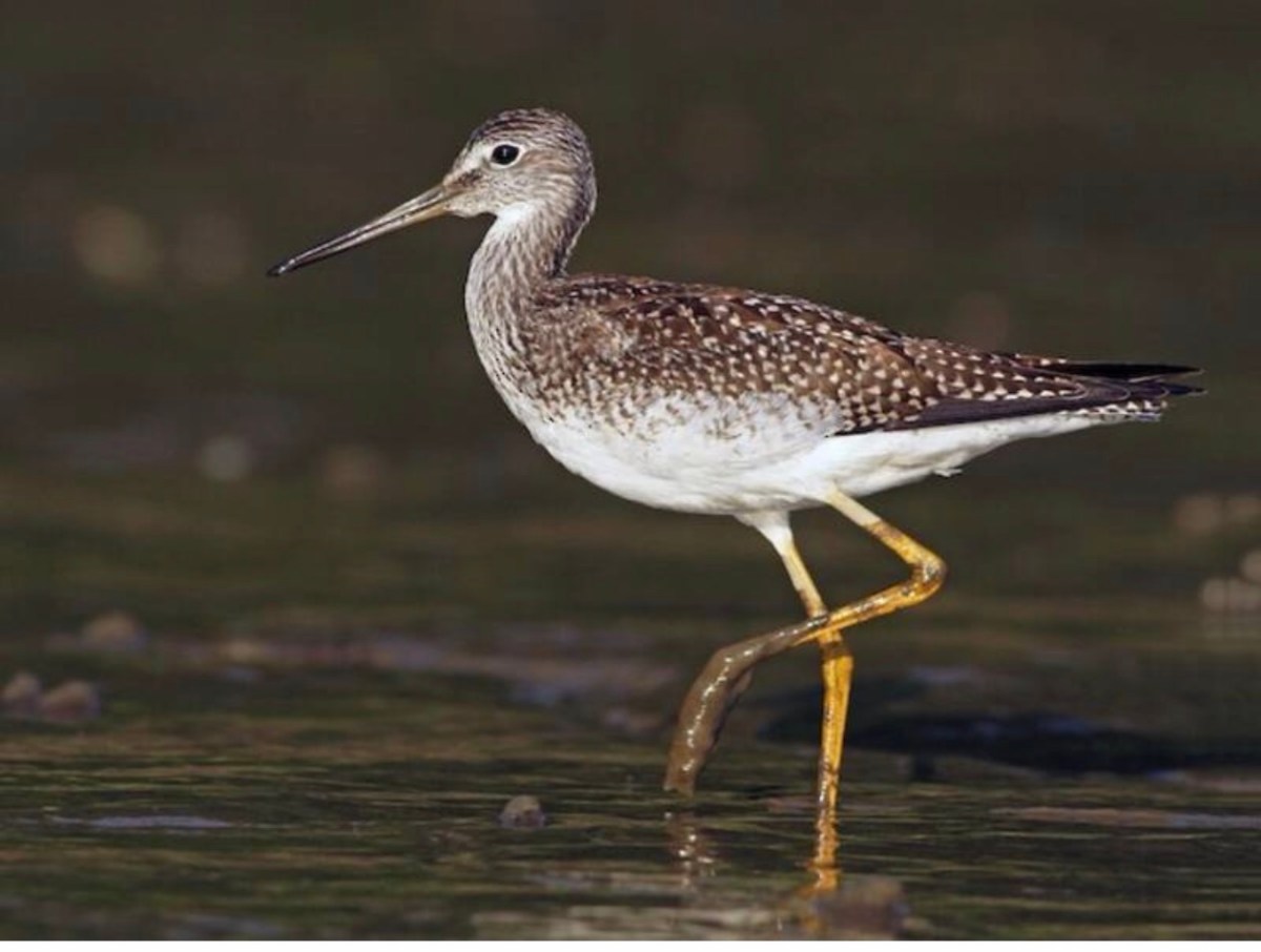 New Year’s Fun for People and&nbsp;Birds