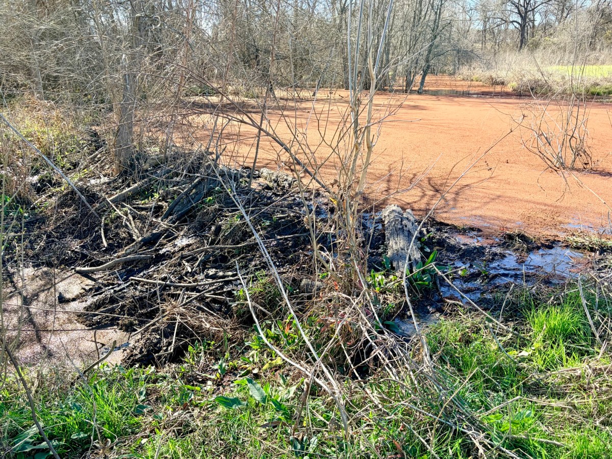 I’m Truly Glad I Read That Beaver&nbsp;Book