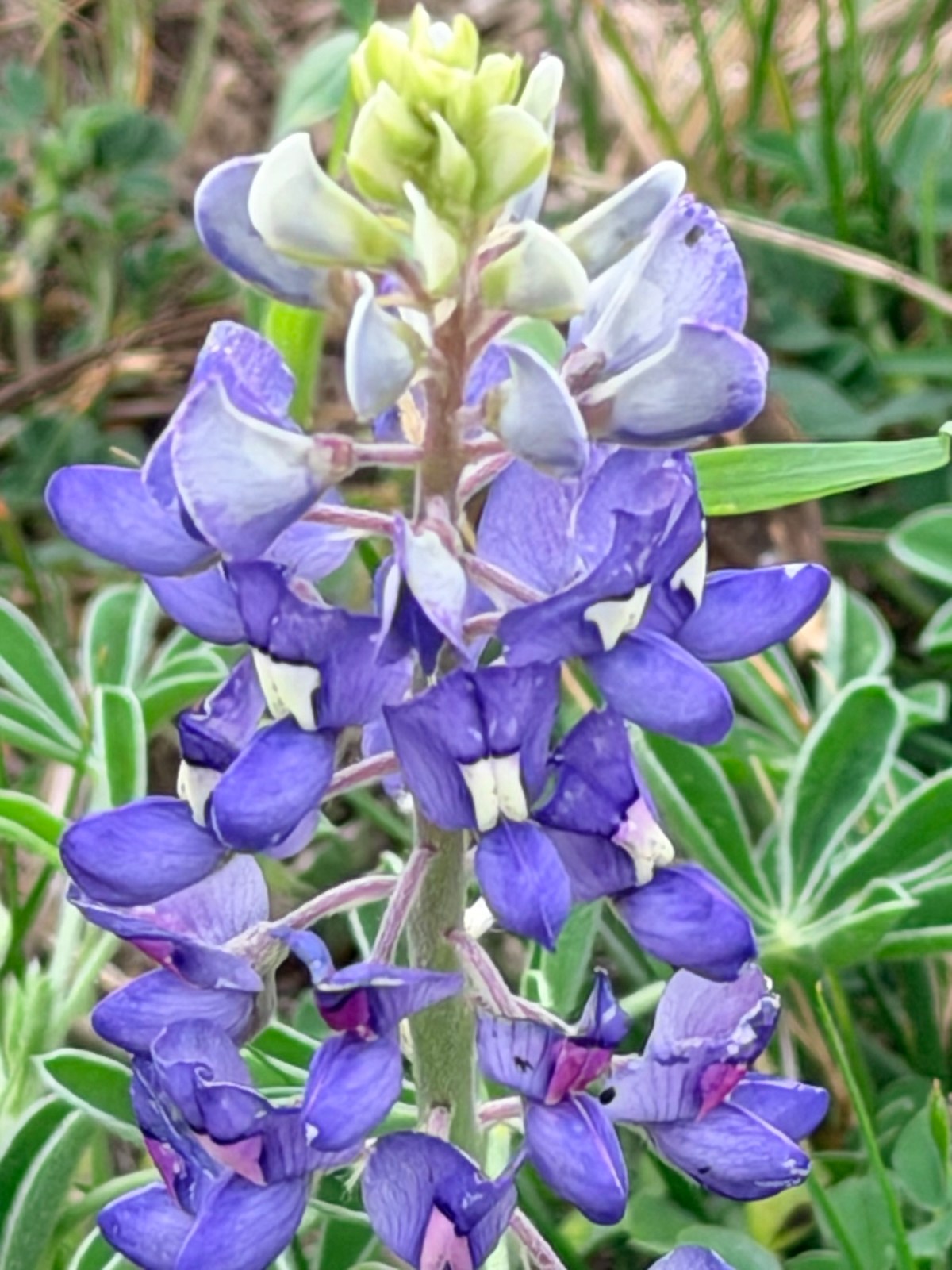 Sixty-eight Feels Great