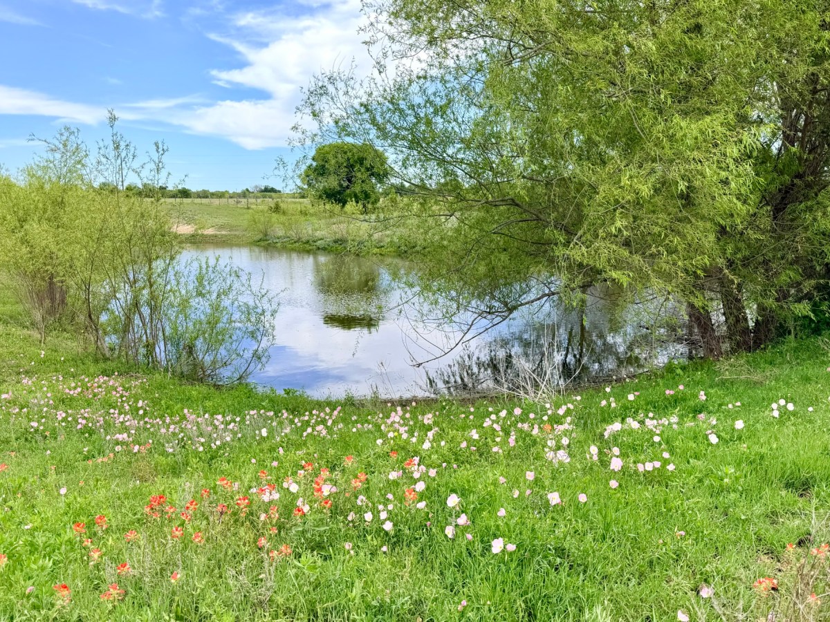 The Triumphant Return