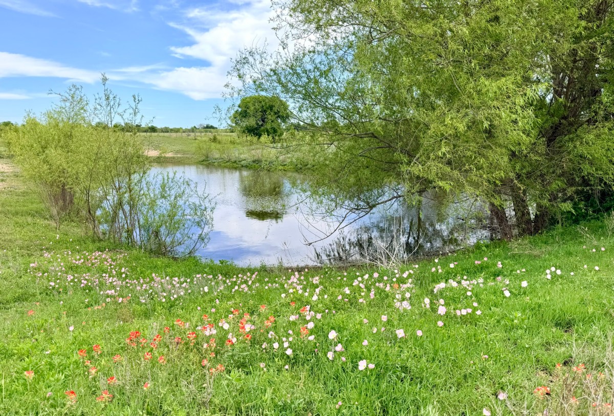 The Triumphant Return