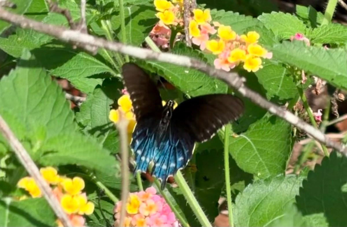 Ducks and Water and&nbsp;Such