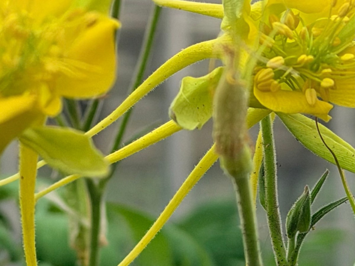 Visiting the Official&nbsp;Wildflowers