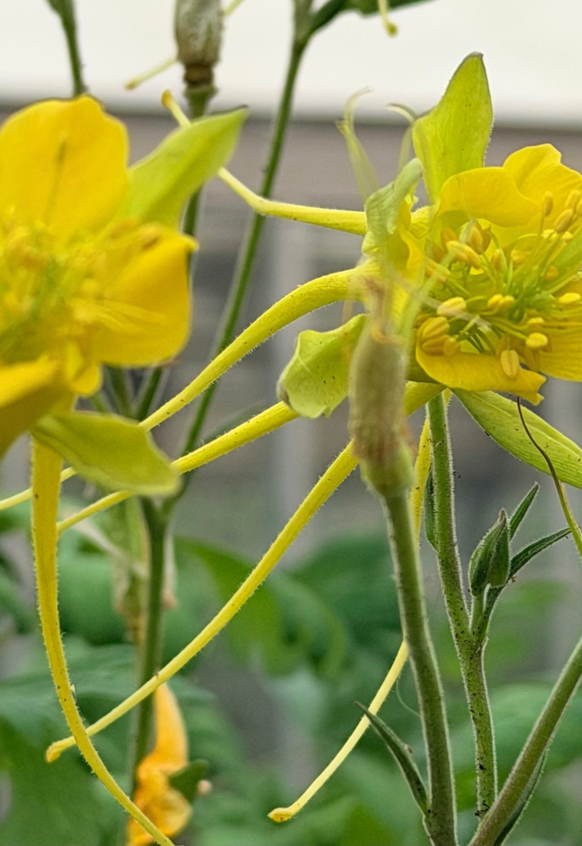 Visiting the Official&nbsp;Wildflowers