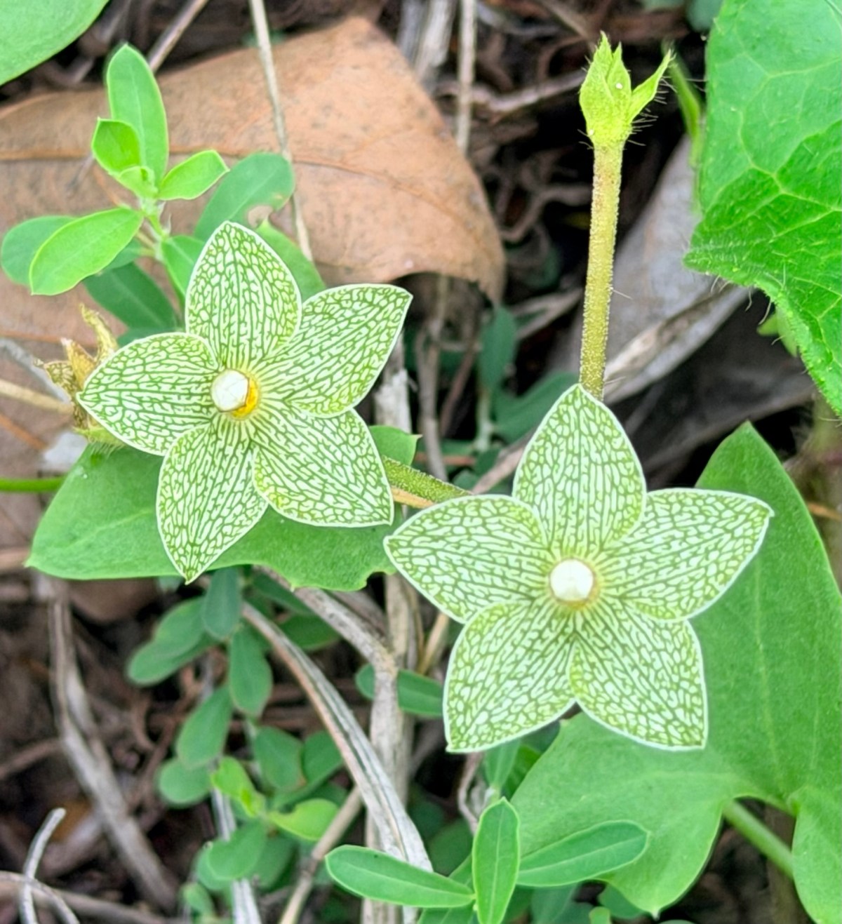 Camping Isn’t Always Peace and&nbsp;Quiet