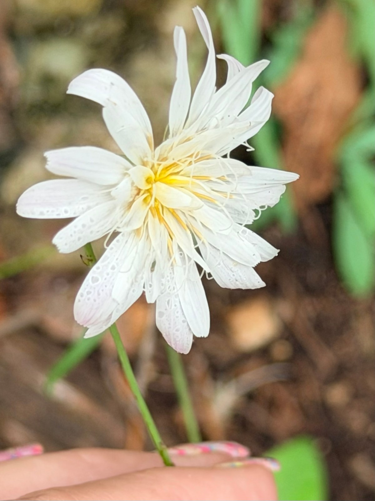 Lost among the&nbsp;Maples